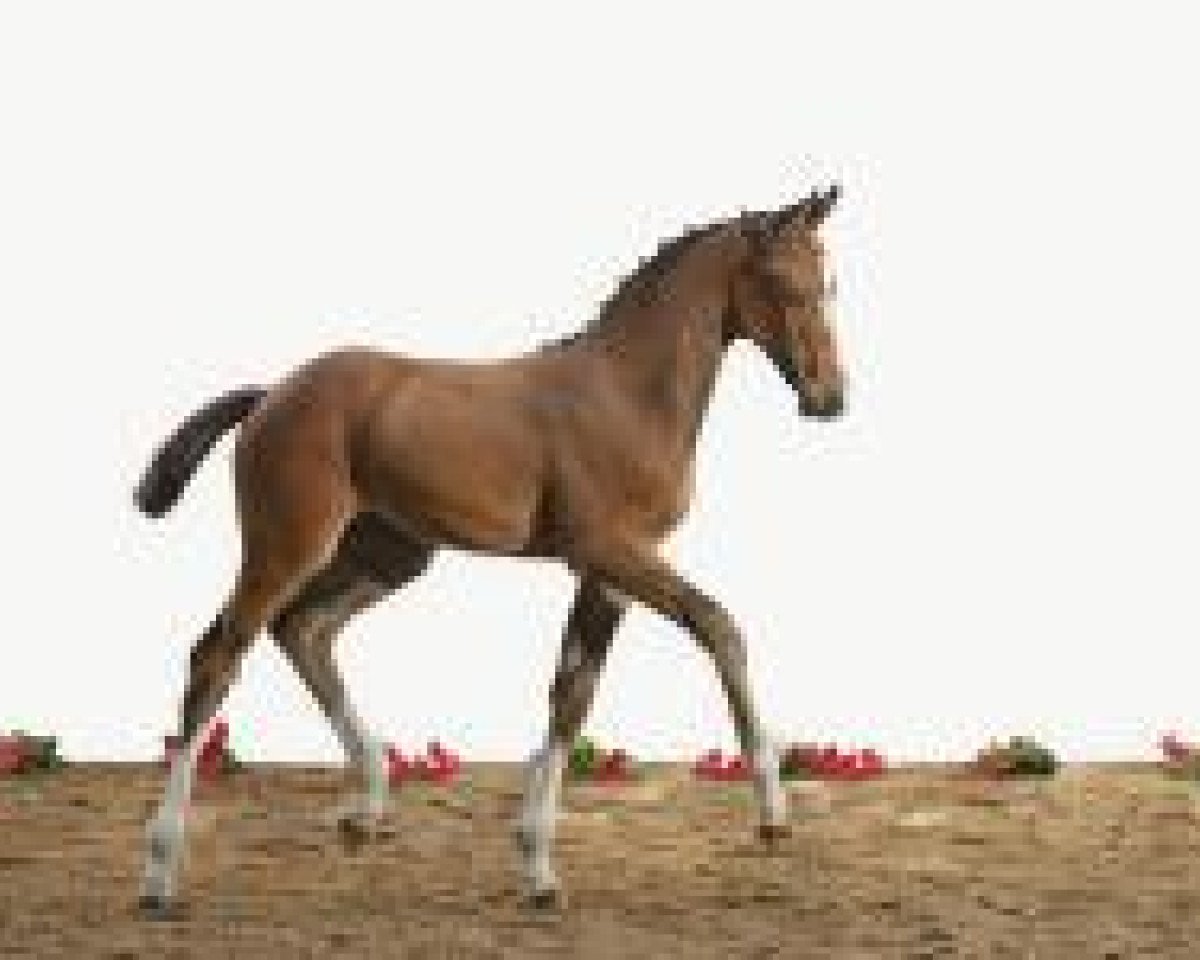 Springpferd Calais (Holsteiner, 2012, von Casall Ask)