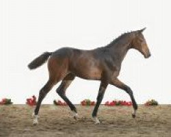 dressage horse Escada Bonfire (Holsteiner, 2012, from Catoo)