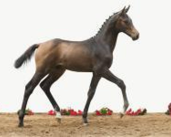 Springpferd Legendario 3 (Holsteiner, 2012, von Lasino)