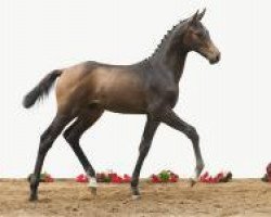 jumper Legendario 3 (Holsteiner, 2012, from Lasino)