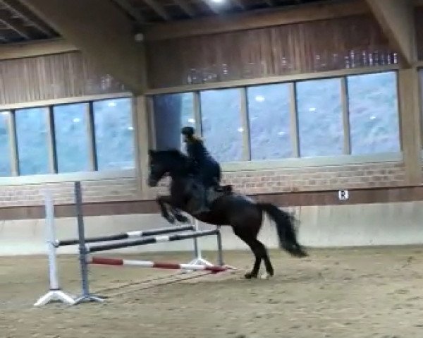 jumper Pomplun (Westphalian, 2006, from Pascavello)
