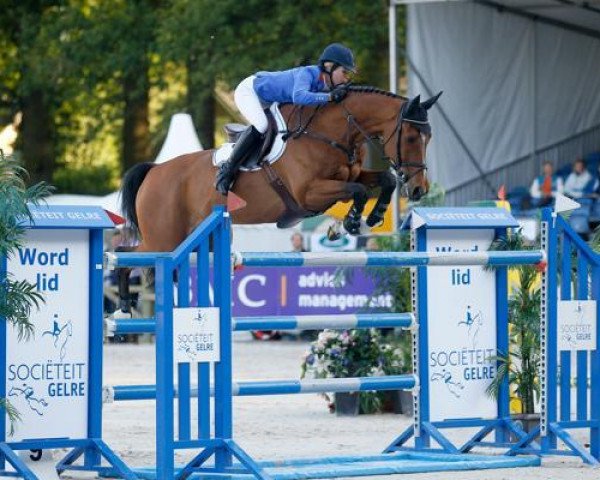 jumper Ultimo (KWPN (Royal Dutch Sporthorse), 2001, from Heartbreaker)