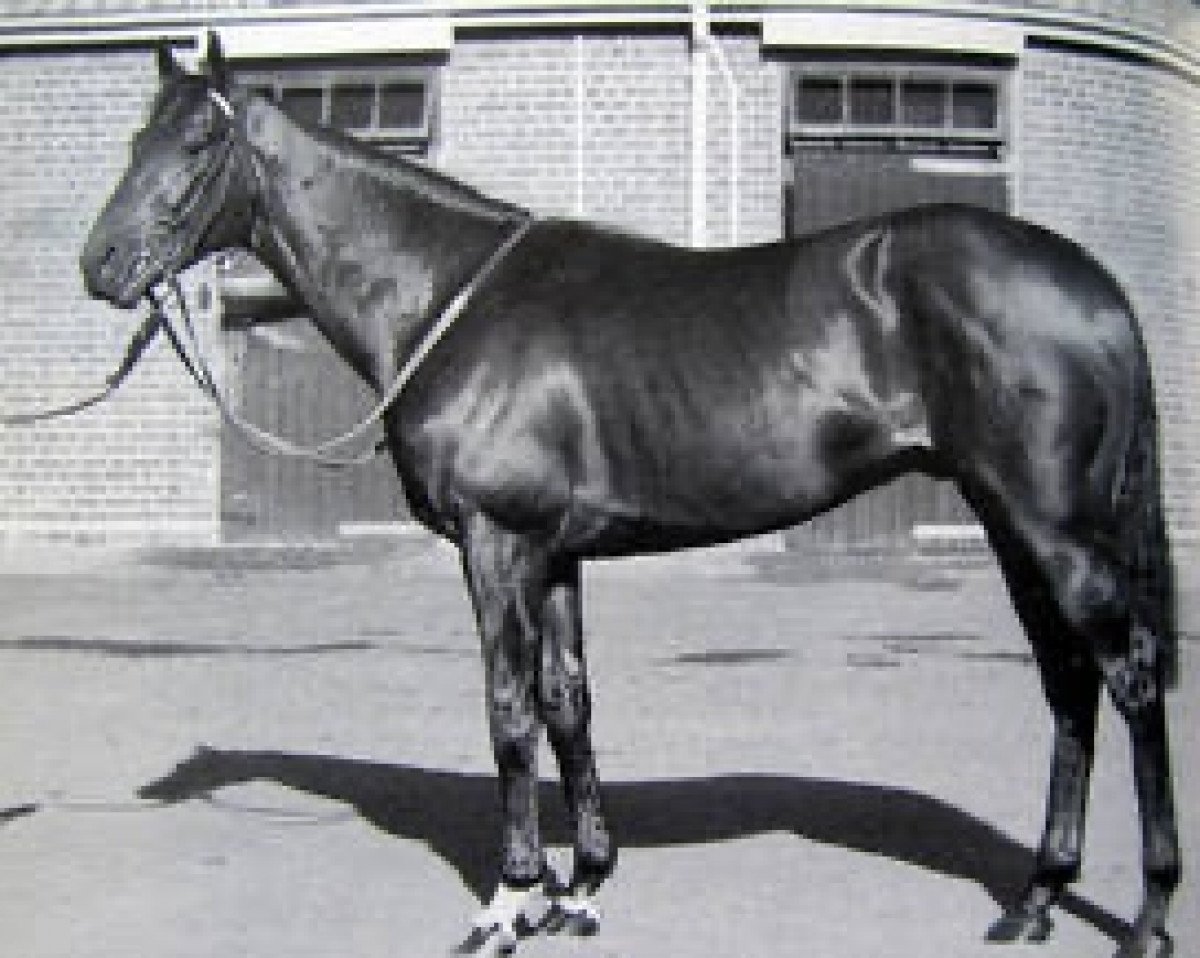 stallion Pursuit Of Love xx (Thoroughbred, 1989, from Groom Dancer xx)