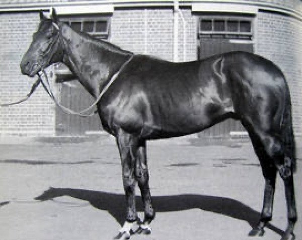 Deckhengst Pursuit Of Love xx (Englisches Vollblut, 1989, von Groom Dancer xx)