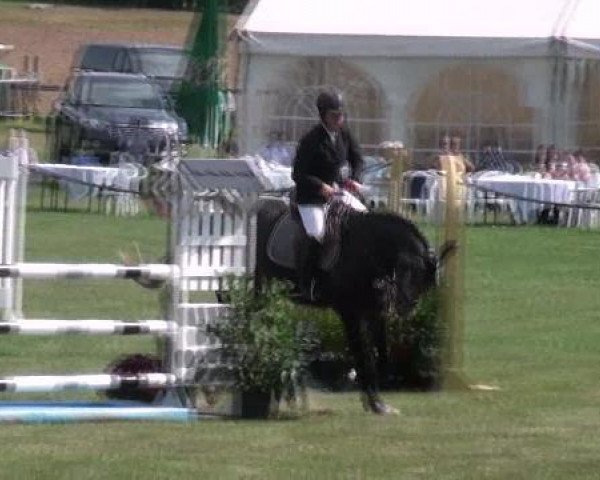 jumper Captain Jack Sparrow 38 (German Warmblood, 2007, from Consul)
