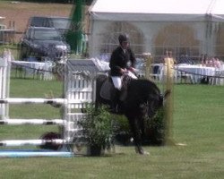 jumper Captain Jack Sparrow 38 (German Sport Horse, 2007, from Consul)