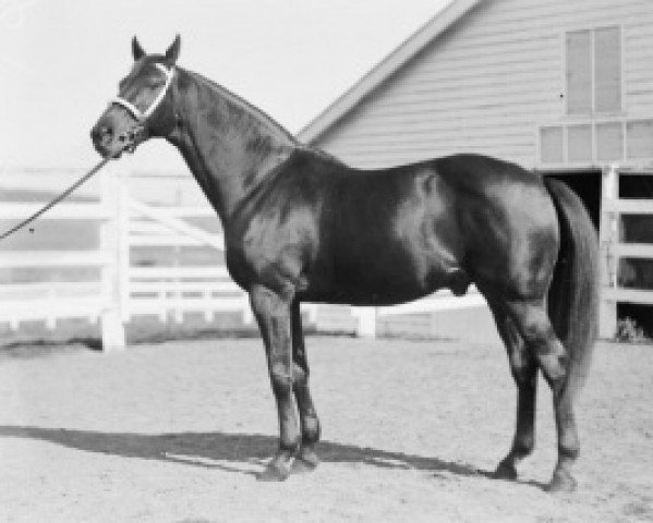 stallion Magpie xx (Thoroughbred, 1914, from Dark Ronald xx) stallion Magpie xx (Thoroughbred, 1914, from Dark Ronald xx)