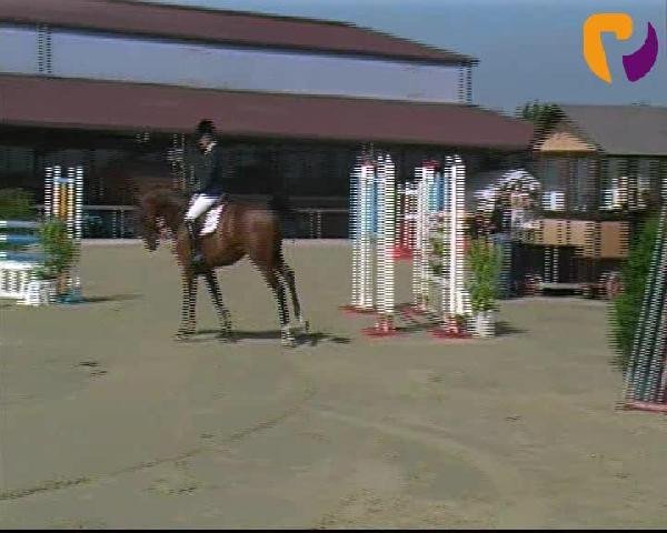 Zuchtstute Samantha (Belgisches Warmblut, 1995, von Feinschnitt I) Zuchtstute Samantha (Belgisches Warmblut, 1995, von Feinschnitt I)