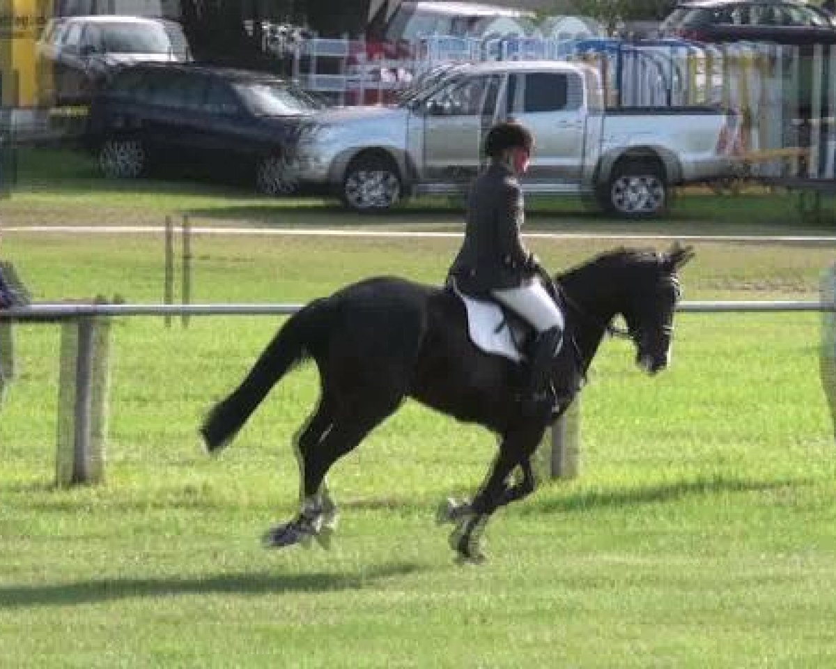 Zuchtstute Step by step 21 (Hannoveraner, 2006, von Stolzenberg) - Nienburg 2012
Donnerstag, den 23.08.2012
17.1. Springpferdeprüfung Kl.A**
