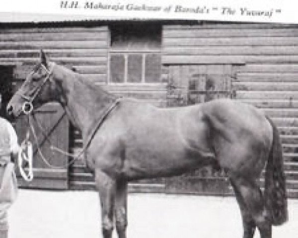 stallion The Yuvaraj xx (Thoroughbred, 1943, from Fairway xx)