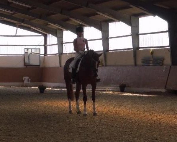 dressage horse Fantastico 45 (Westphalian, 2005, from Florestan I)