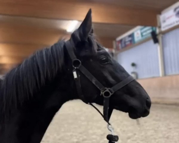 horse In Hoffnung (Trakehner, 2021, from Ovaro)