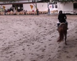 jumper Azur S (Westphalian, 2002, from Abanos)