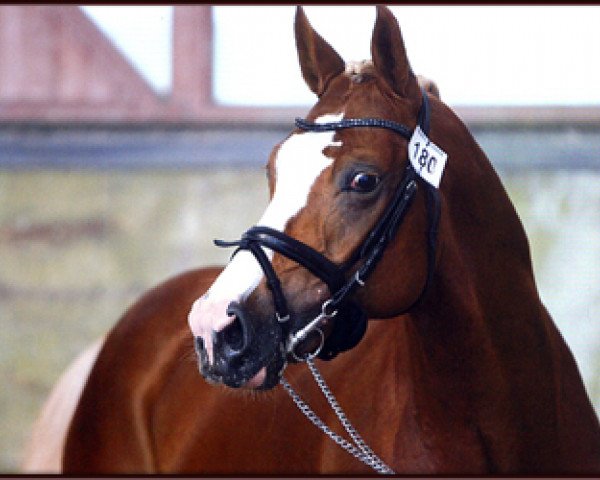 Deckhengst Djbouti YS (Deutsches Reitpony, 2006, von Dornik B)