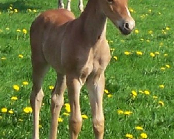Pferd Quaint Stella von Kobold (Knabstrupper, 2006, von Amor von Kobold)