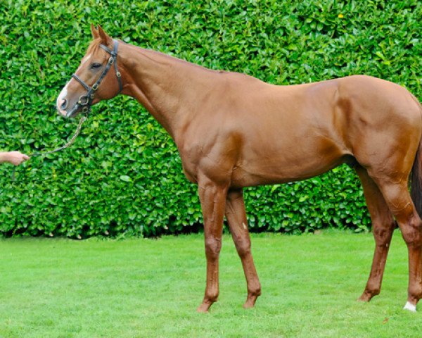 horse Waldgeist xx (Thoroughbred, 2014, from Galileo xx)