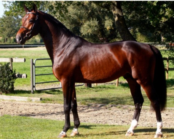 Deckhengst Corlou PS (Oldenburger Springpferd, 2015, von Cornet Obolensky)