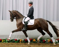 broodmare First Lady 253 (Westphalian, 2009, from Fifty Cent)