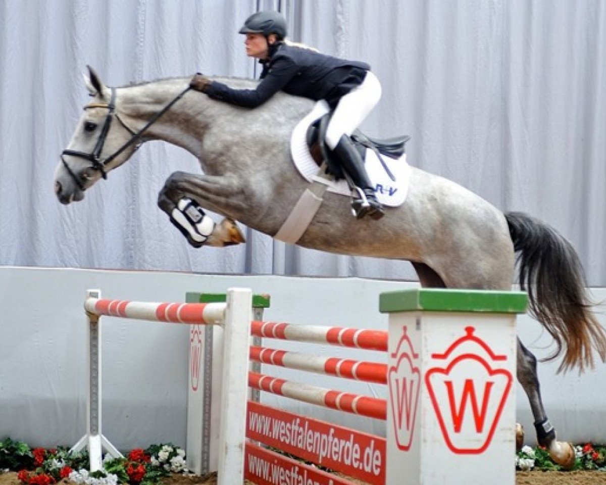 Zuchtstute Casablanca (Westfale, 2008, von Cassini Boy Junior)