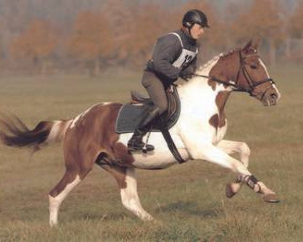stallion Nobelman (Little German Riding Horse, 2007, from Nepomuk)