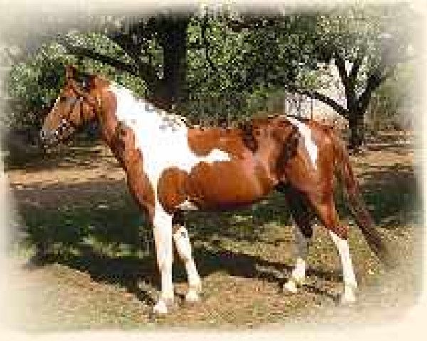 Hingst Goloby (Lewitzer, 1992, fra Golosny (RU)) - Zuchthengst Goloby (Quelle: www.forst-farm.de)