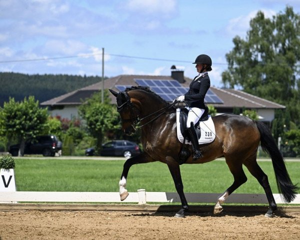 dressage horse Hayden B (KWPN (Royal Dutch Sporthorse), 2012, from Santano)