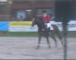 jumper Champagne Supernova (Holsteiner, 2004, from Contender)