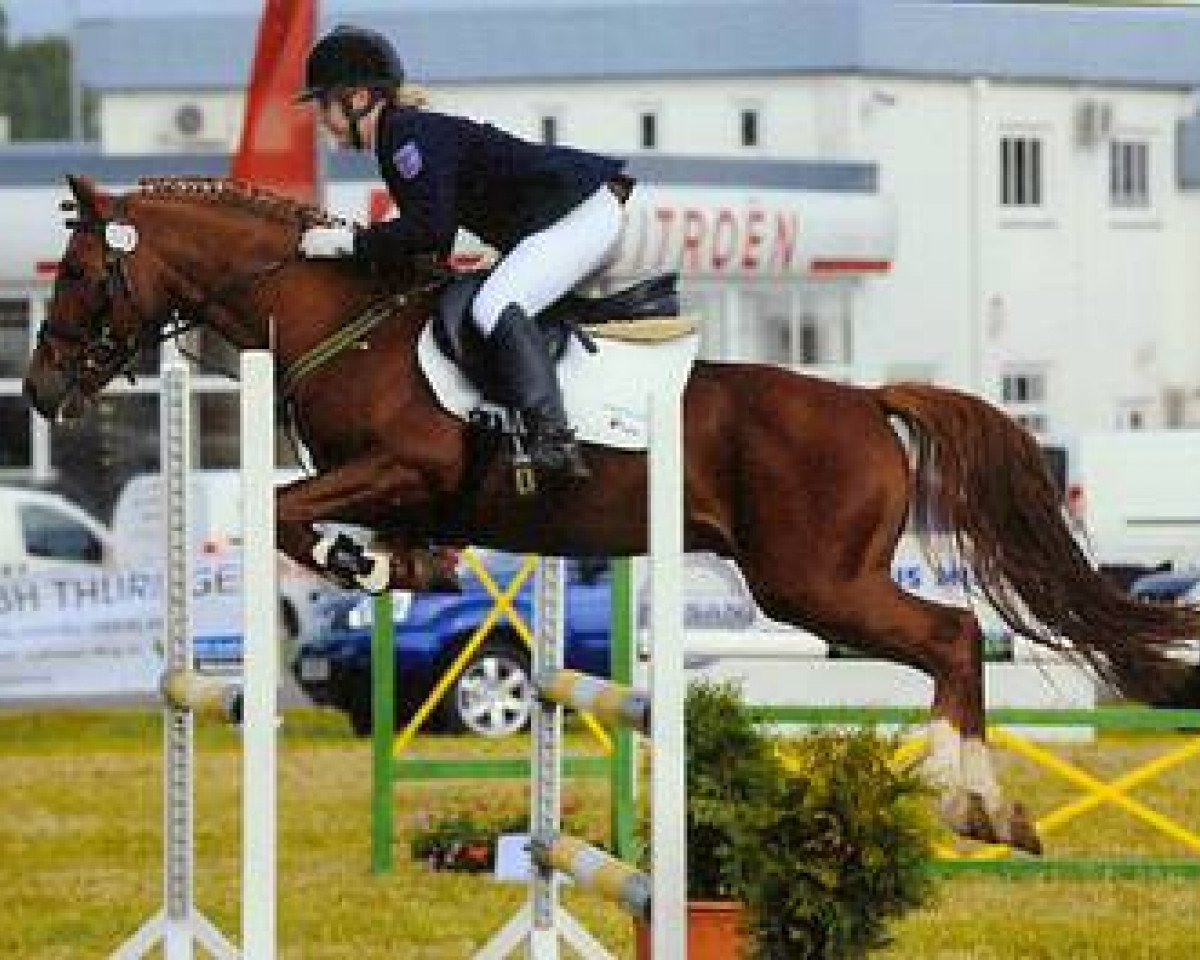stallion Diabolo Sun (German Riding Pony, 2003, from Diabolo)