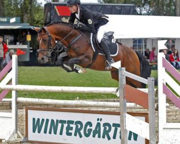stallion Bumerang (German Riding Pony, 2005, from Bon Jovi)