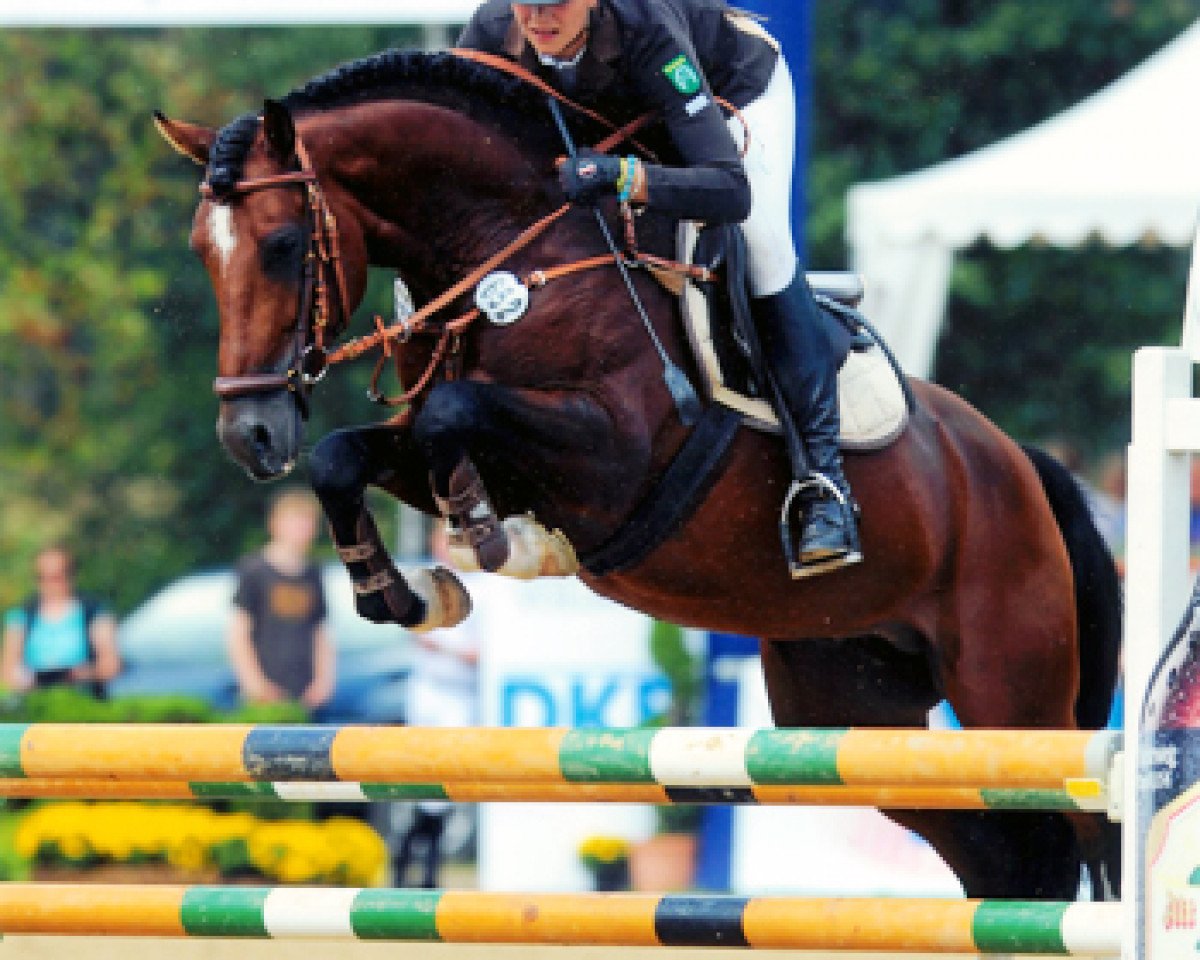 stallion Prince Charming 17 (Westphalian, 2005, from Principal Boy)
