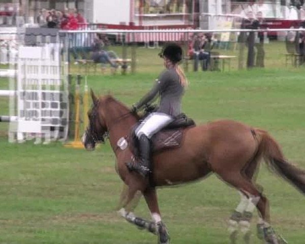 broodmare Farbenfroh B (German Riding Pony, 2004, from Stukhuster Ricardo Go For Gold)