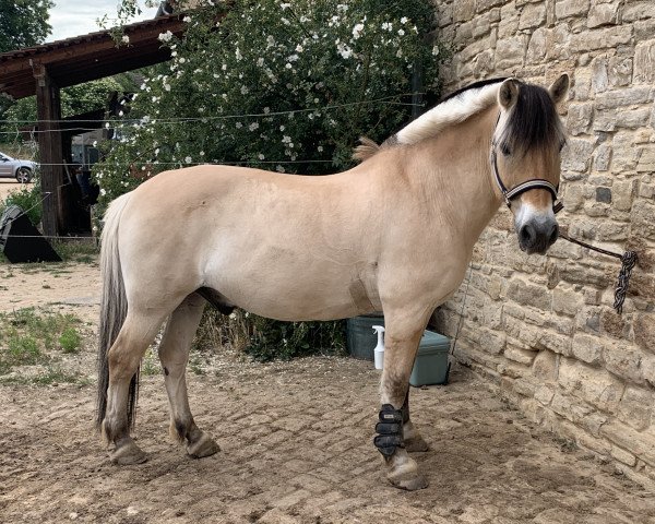 Pferd Bjerregards Bure (Fjordpferd, 1999, von Pikant Halsnæs )