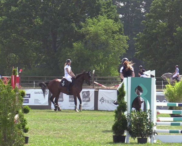 Reitturnier Schillerslage 2022