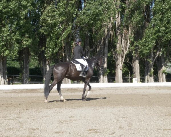 Reitturnier W, Wien-Freudenau/ASKÖ 2022