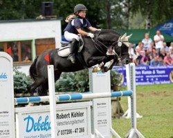 stallion Black Horse 2 (Welsh-Pony (Section B), 1992, from Brakenhoeve's Emiel)
