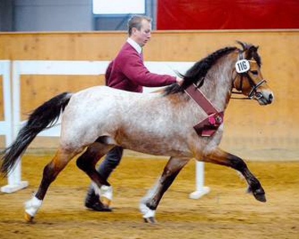 Dressurpferd Nordstern (Welsh Mountain Pony (Sek.A), 2005, von Eiluns Nick)