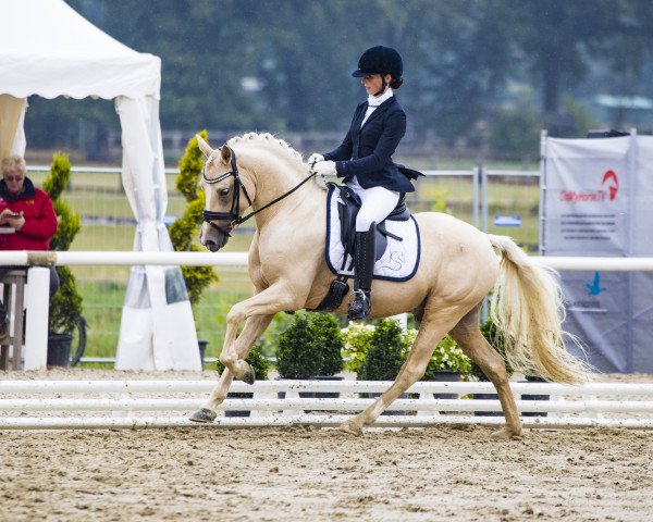 stallion Goldherz (German Riding Pony, 2017, from HET Golden Dream)