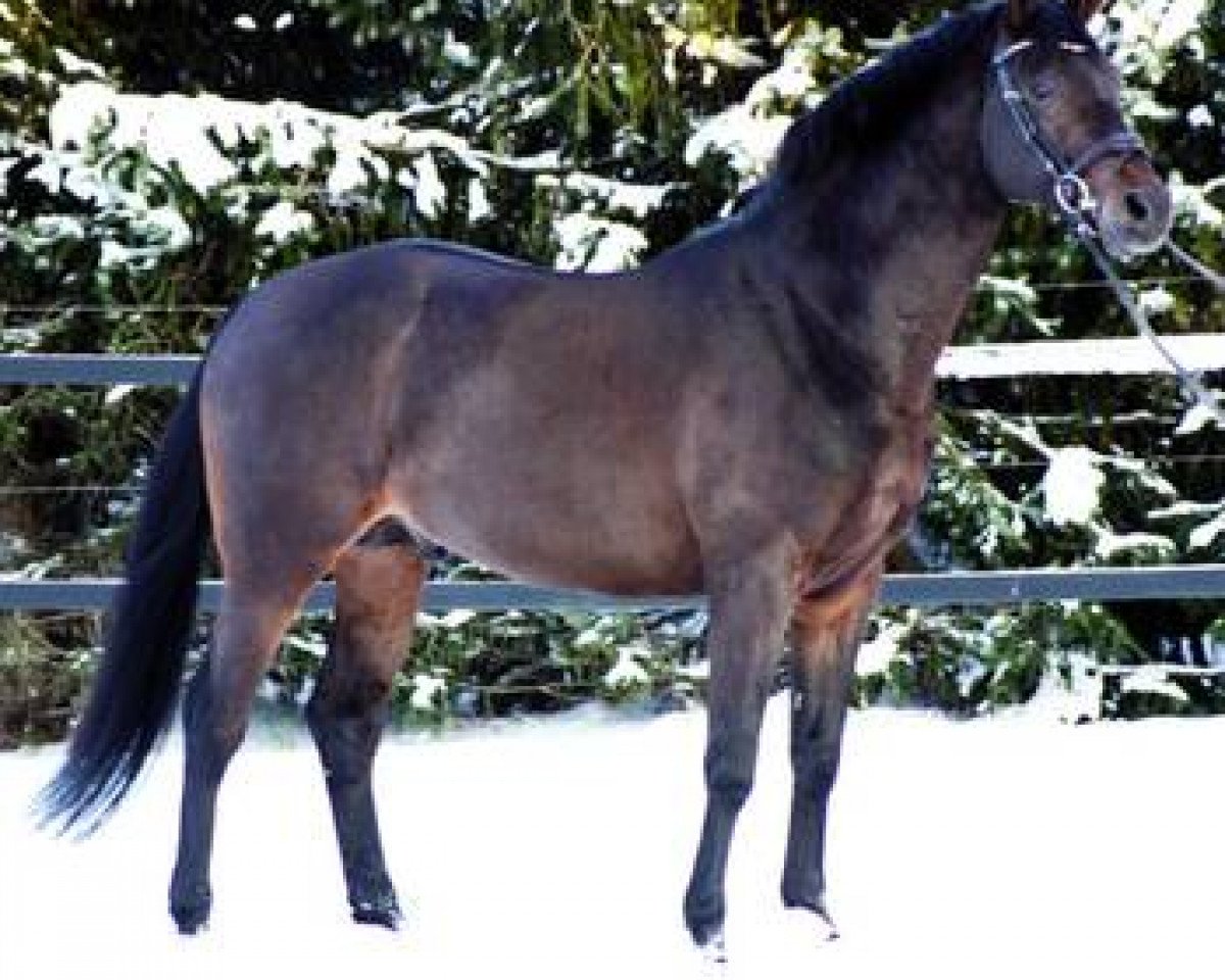 Stallion Candelero (Holsteiner, 2004, from Carry)