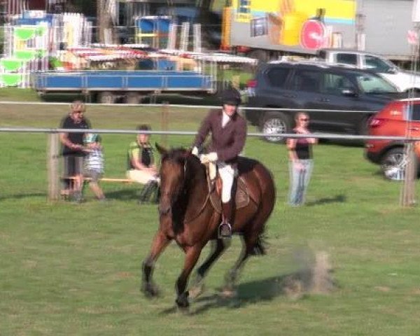 horse Lilifee 2 (German Sport Horse, 2003, from Lafitte)