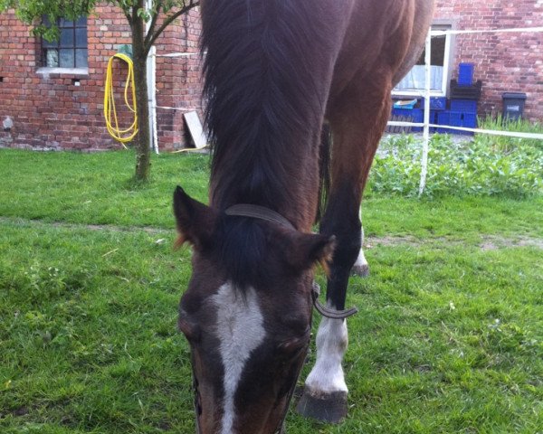 broodmare Avena (Hanoverian, 1984, from Atatuerk)