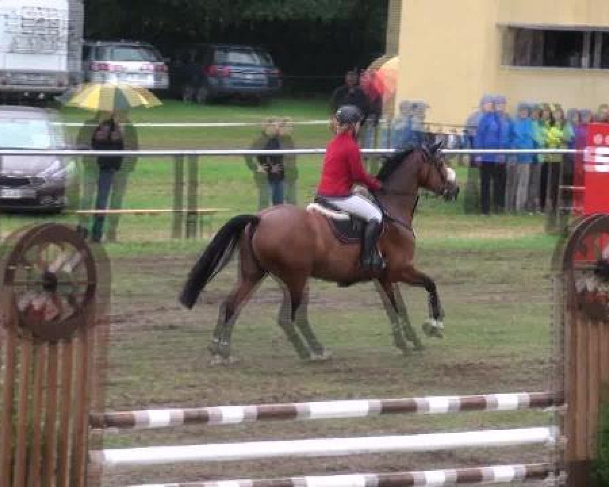 Fattrice Suse (Cavallo Sportivo Tedesco, 2005, di Saccor) - Nienburg 2012
Sonntag, den 26.08.2012
06. Springprüfung Kl.S*
