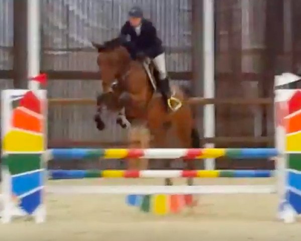 horse Banjo des Etangs (Selle Français, 2011, from Popstar Lozonais)