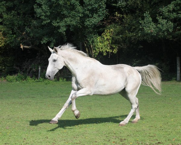 horse Feinstein (Thuringia, 1999, from Festival Westfalia)