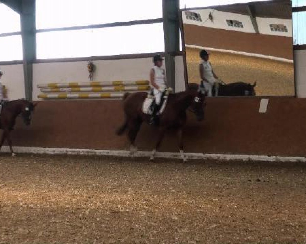 stallion Don Pedro 131 (German Riding Pony, 2002, from Diamond Boy)