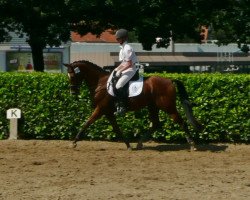 dressage horse Carlito (German Riding Pony, 2008, from Carlson)