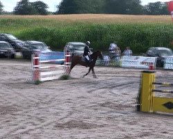 jumper Zoe 56 (KWPN (Royal Dutch Sporthorse), 2004, from Namelus R)