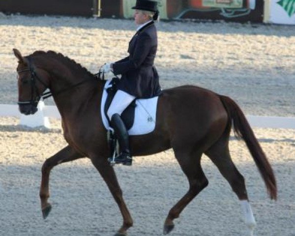 dressage horse Don Primo 6 (Hanoverian, 2007, from Dimaggio)