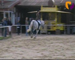 broodmare Calotta (Holsteiner, 2001, from Calato)