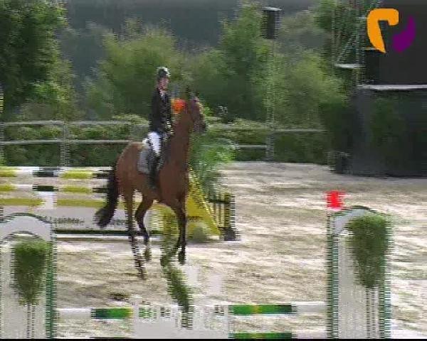 jumper Big Boy 35 (Belgian Warmblood, 2007, from Wunder Boy van de Zuuthoeve)