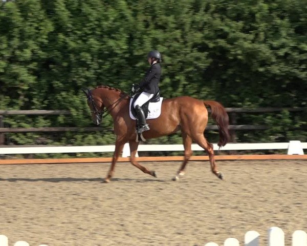 Reitturnier Schillerslage 2022